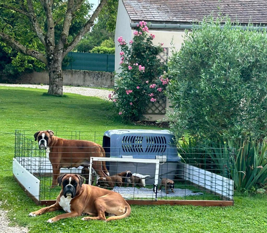 chiot Boxer des Etisses