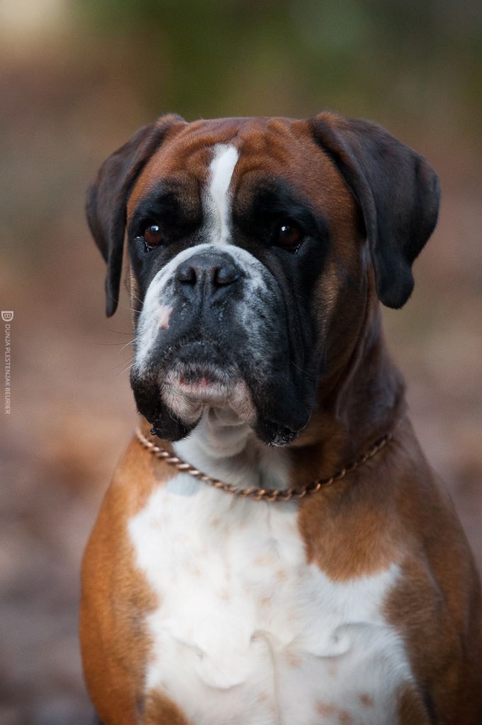 CH. Ina des Etisses