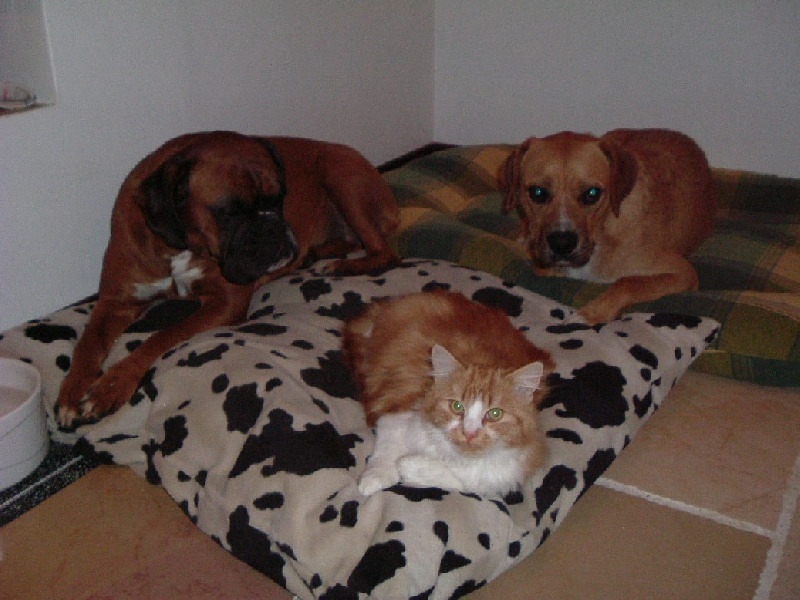Photos chiens de l'élevage