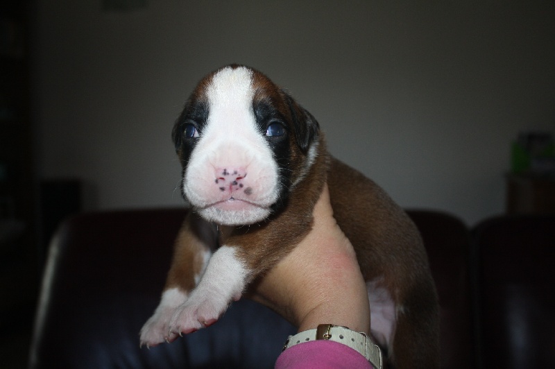 des Etisses - Boxer - Portée née le 05/06/2012